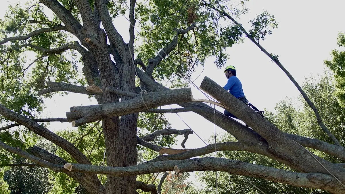 Professional Hazardous Tree Removal performed by certified arborists in Marlinton